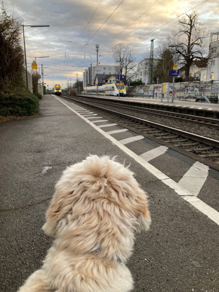 Lotta Therapiehund am Bahnhof wartet geduldig auf Einsatz für Kinder mit ADHS